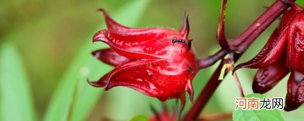 洛神花是什么花 洛神花的养护方法