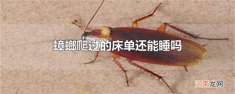 蟑螂爬过的床单还能睡吗