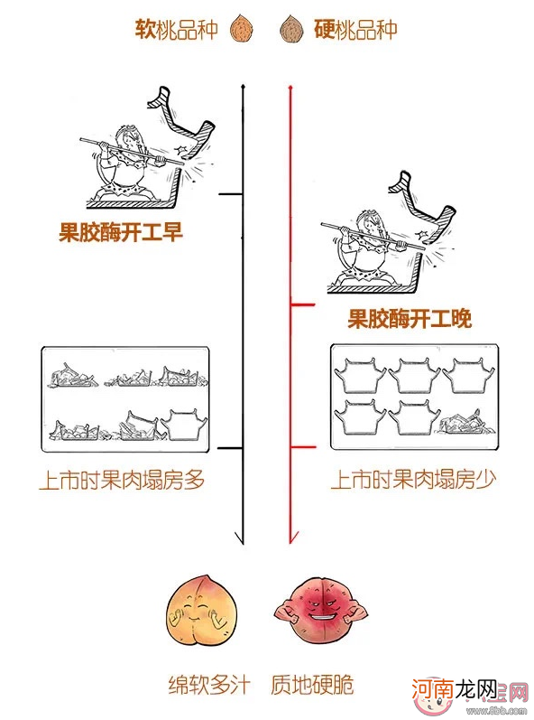 脆桃|桃子为啥有软有硬的 脆桃和软桃哪个好吃