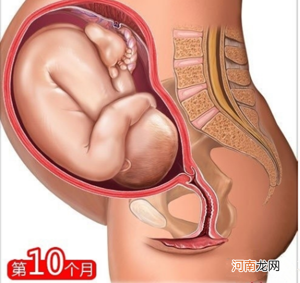 怀孕十个月肚子变化图 认识自己1-10月肚子微妙变化