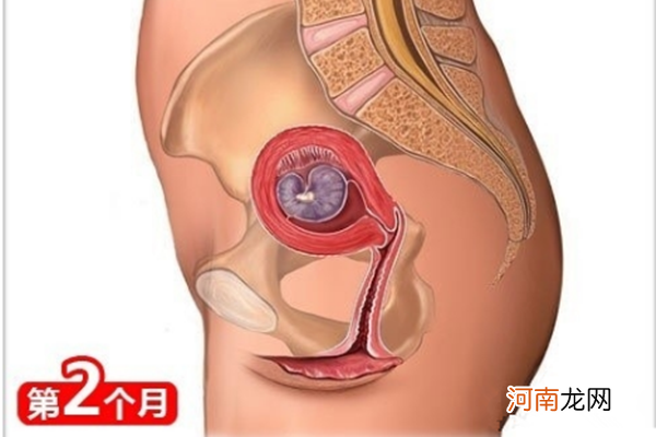 怀孕十个月肚子变化图 认识自己1-10月肚子微妙变化