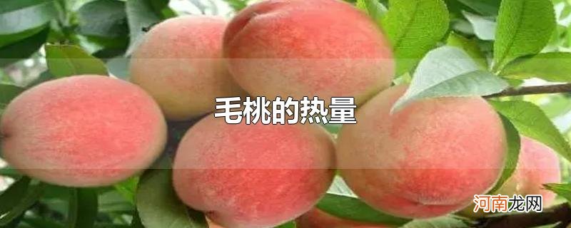 毛桃的热量