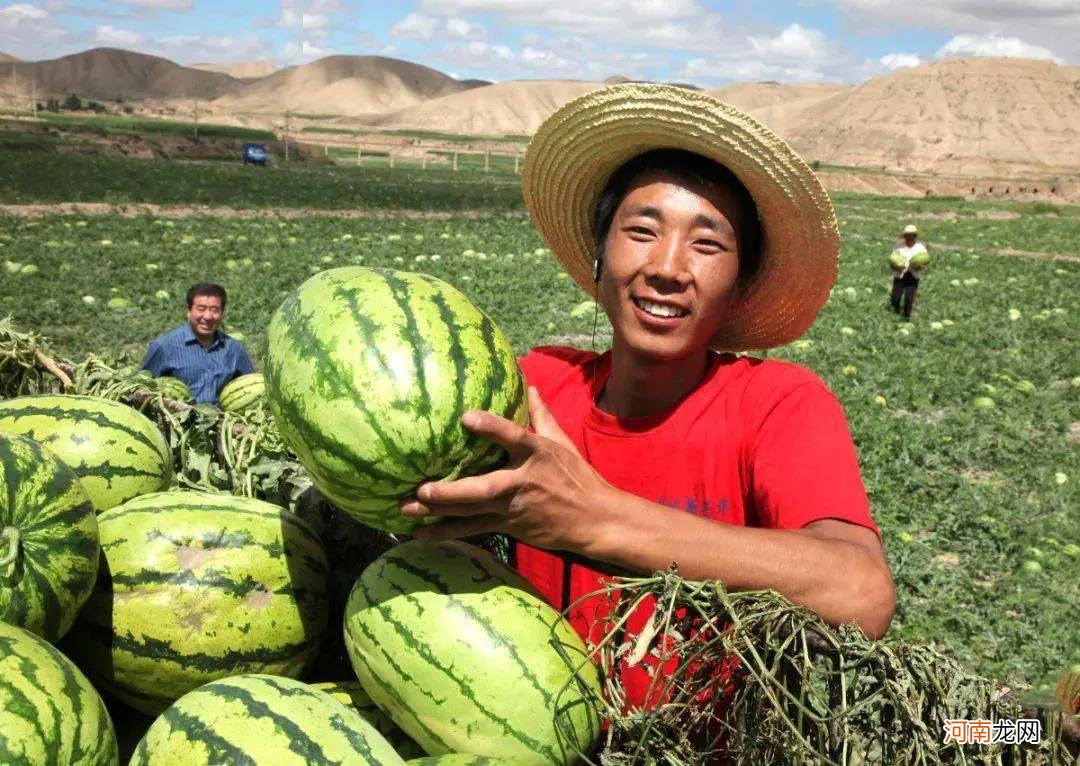 全国十大西瓜产地排名 中国十大西瓜品牌排行