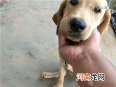 狗狗拉肚子应该怎么办？吃什么药？狗狗拉肚子的原因