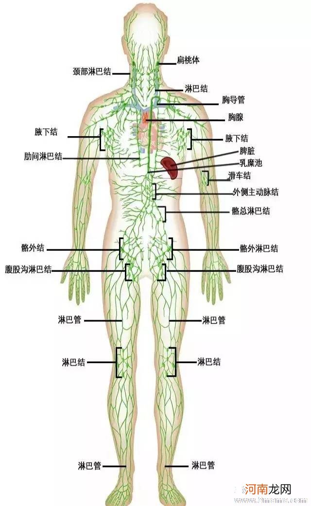 淋巴炎吃什么好的快