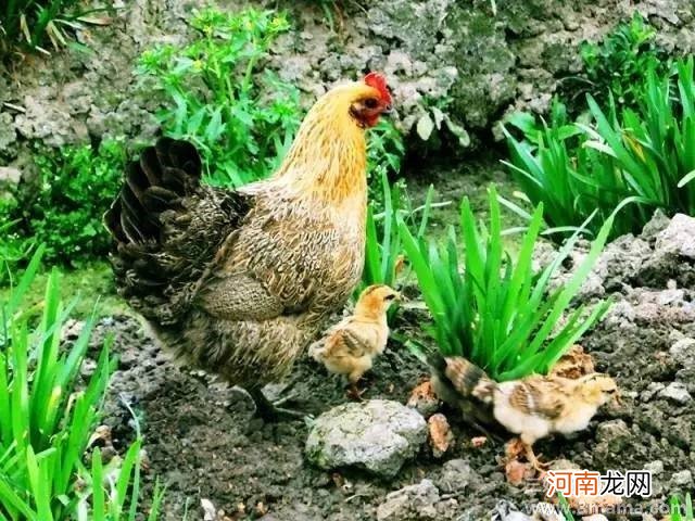 母鸡和母亲