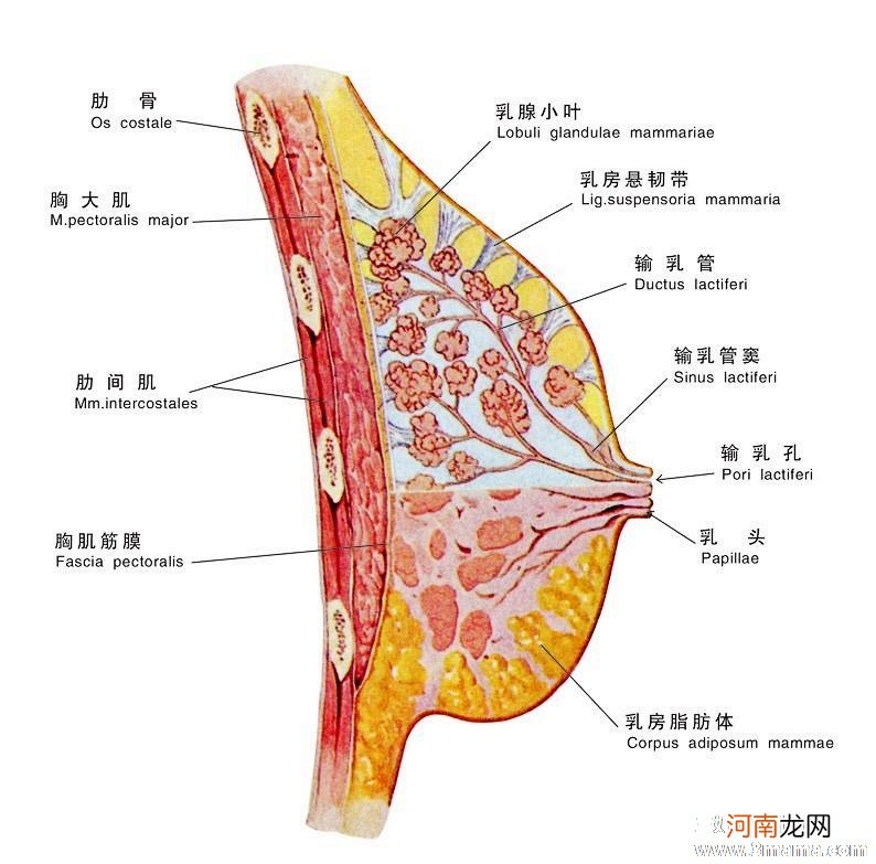 乳房切除是否影响性功能