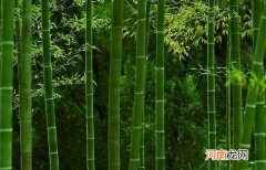 竹子种植方法与注意事项 竹子怎么栽种