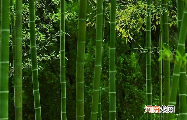 竹子种植方法与注意事项 竹子怎么栽种