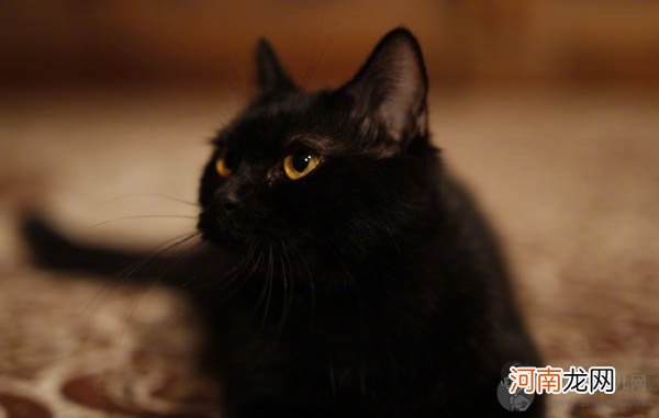 妖猫传黑猫为什么只吃鱼眼睛 唐玄宗哭瞎双眼极为讽刺