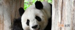 大熊猫生活环境 关于大熊猫的居住环境