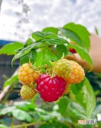 树莓适合阳台种植吗 树莓是多年生植物吗