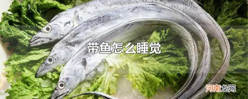 带鱼怎么睡觉