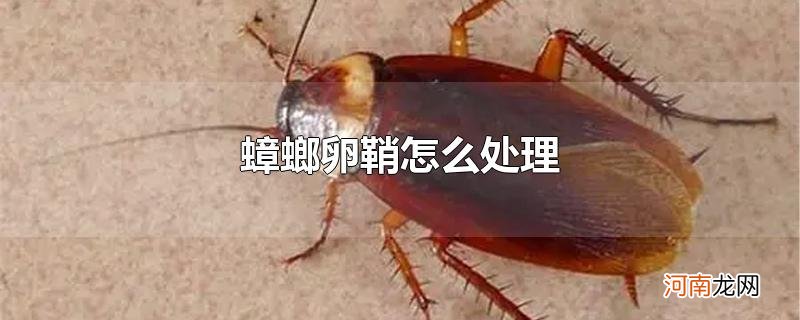 蟑螂卵鞘怎么处理