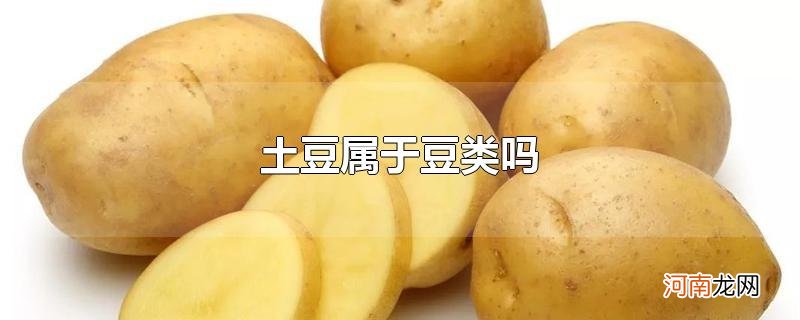 土豆属于豆类吗