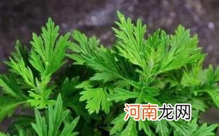 艾草可以吃吗怎么吃优质