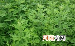 艾草青团糯米粉和粘米粉比例优质