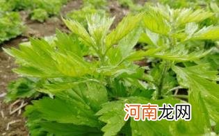 艾草泡茶什么时候喝最好优质