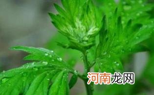 艾草泡脚多久一次比较好优质