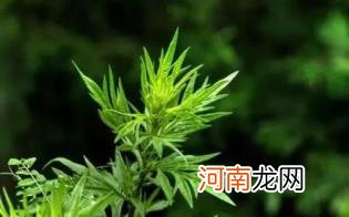 青团是艾草做的吗优质