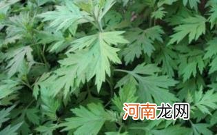 艾草贴脚底为什么会出水优质