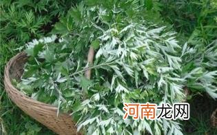 清明草与艾草区别优质