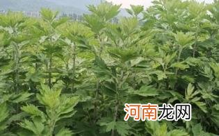 长期枕艾草枕头有什么后果优质