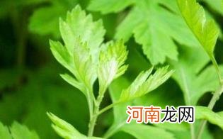 艾草泡脚出汗多是寒气多吗优质