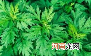 艾草泡脚出汗是寒气吗优质