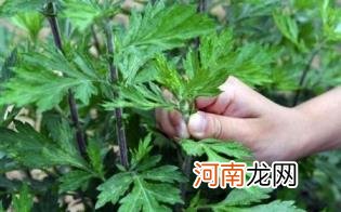 艾草可以与什么食物搭配优质