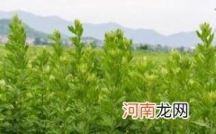 艾草洗头还要用洗发水吗优质