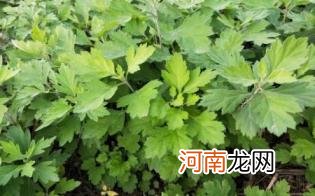 艾草枕头味道重怎么办优质