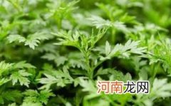 艾草做的枕头能长期用吗优质