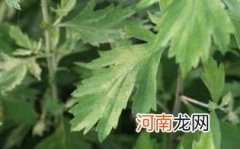 艾草熏屋子的注意事项优质