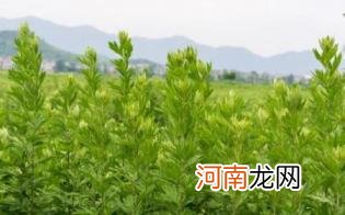 新鲜艾草可以放在卧室吗优质