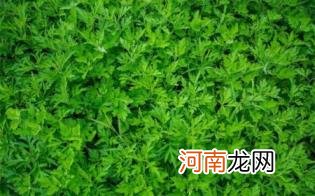 用艾草泡脚去湿气一周几次最好优质