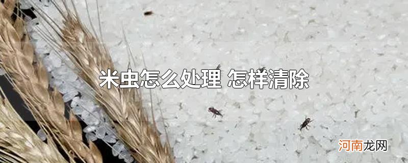 米虫怎么处理 怎样清除