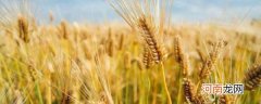 大麦是什么 大麦属于什么