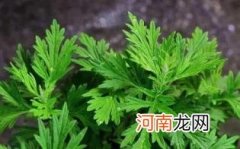 小孩可以闻艾草香吗优质