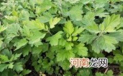 什么人不能用艾草枕头优质