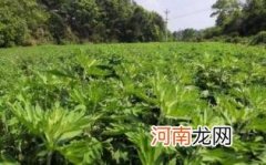 野生艾草能泡脚吗优质