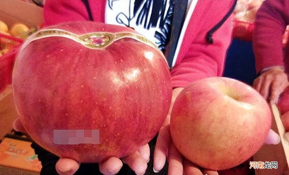 国产世界一号苹果多少钱一斤 最大最贵的的世界一号苹果