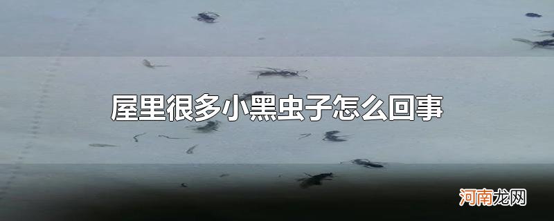 屋里很多小黑虫子怎么回事