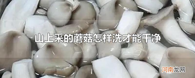 山上采的蘑菇怎样洗才能干净