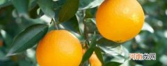 橙子种类 橙子种类有什么