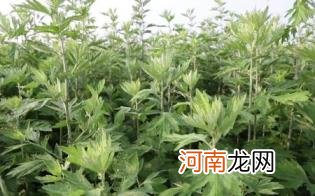 房间里熏艾草需要注意什么优质