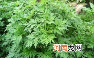 艾蒿和艾草是一种植物吗优质