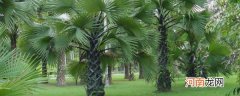 棕榈科植物的保护措施 关于棕榈科植物的保护措施