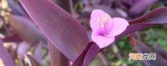 紫竹兰怎么养 紫竹兰的养护方法