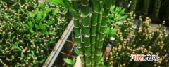 水养龙竹怎么养 养水养龙竹的方法